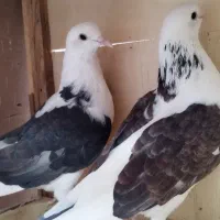 کبوتر پرشی با ضمانت