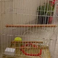 قفس عروس هلندی