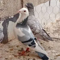 کبوتر پلنگ ابگل سار خال طوقی