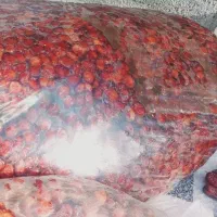 خرما|خوردنی و آشامیدنی|جم, |دیوار