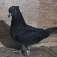 کبوتر پرشی|پرنده|تهران, امام زاده عبدالله|دیوار