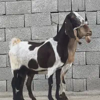 3عدد بز پاکستانی|حیوانات مزرعه|چغادک, |دیوار