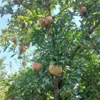 انار قند شیراز شیرین