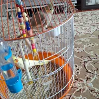 عروس  هلندی