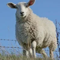 بره نروماده برای تمامی مناسبت های شما زنده