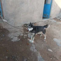 فروش سگ هاسکی سالم