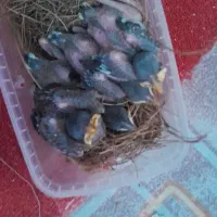 جوجه مینا
