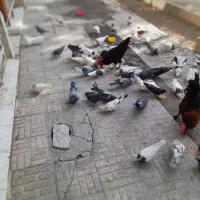 کبوتر فقط،۷۰هزار تومان