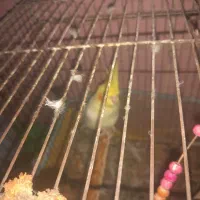 عروس هلندی نر|پرنده|بندر گناوه, |دیوار