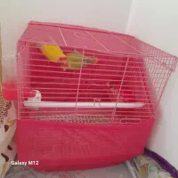 جفت کوتوله سالم بالغ  با قفس و آب خوری ۰۰۰