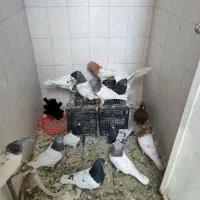 فروش و معاوضه|سگ|بهبهان, |دیوار