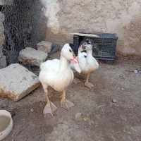 اردک خارجی جوجه محلی