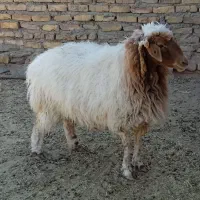 میش و بز