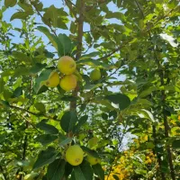 زمین سرسبز،چهاردیواری،چهارباغ کمربندی رامجین.|فروش زمین و ملک کلنگی|تهران, درختی|دیوار