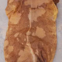 فروش نی همبونه اکبند با پوست شکال قیمتی