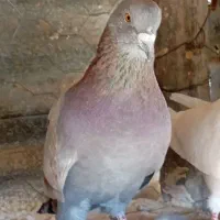 کبوتر کات|پرنده|اسلامآباد غرب, |دیوار