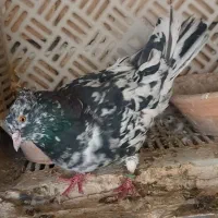 کبوتر خوب|پرنده|قم, لسانی|دیوار