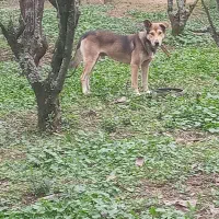 سگ نر گرگی نگهبان|سگ|سنگر, |دیوار