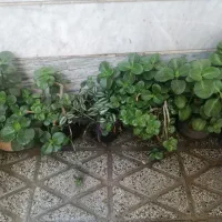 گل قاشقی|گل و گیاه طبیعی|بروجرد, |دیوار