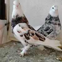 5جفت کبوتر پرشی