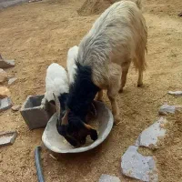 ۱۸۰۰۰|حیوانات مزرعه|خرم بید, |دیوار