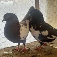 کبوتر سینه سیاه .مشکی جفت