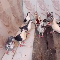 کبوتر فروشی