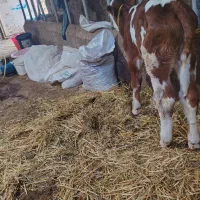 گاوگوساله  نره  مونتی بیلیارد  یک جنس گوشتی  وتخمی