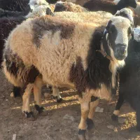 قوچ|حیوانات مزرعه|معصومیه, |دیوار