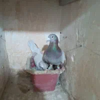 کبوتر|پرنده|مشهد, ایثار|دیوار