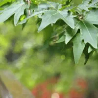 فروش خانه باغچه