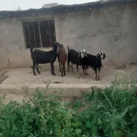 ۴راس بز