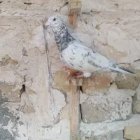 کفترسار سرور نر و ماده وسار مامی کاکلی