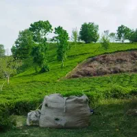 4هکتار زمین،باغ چای لوکیشن توریستی بام سبز لیلاکوه|فروش زمین و ملک کلنگی|لنگرود, |دیوار