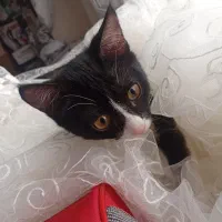 گربه ماده|گربه|پرند, فاز ۵|دیوار