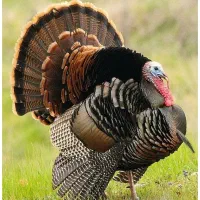 بوقلمون محلی، از دل روستا تا دلِ سفره