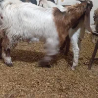 بز چنبیش|حیوانات مزرعه|کارون, |دیوار