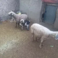 میش بره|حیوانات مزرعه|پاسارگاد, |دیوار