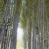 فروش چوب درخت صنوبر