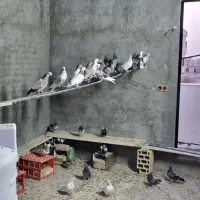 کفتر|پرنده|یزد, |دیوار