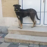 سگ ژرمن بوفالو