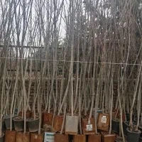 درخت گلدانی ریشه پر.و ریشه لخت.اجرای فضای سبز