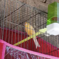 قناری نر مست مست