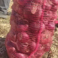 فروش پیاز قرمز