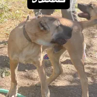 سگ سرابی گمشده یابنده مژدگانی ۲۰ میلیونی