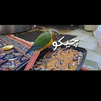 طوطی گرینچیک گم شده است|پرنده|تبریز, |دیوار