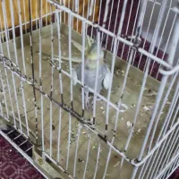 عروس هلندی