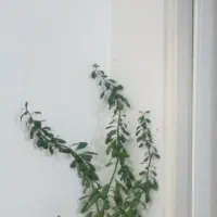 گل طبیعی فردوس با گلدون پلیمری استوانه|گل و گیاه طبیعی|ایلام, |دیوار