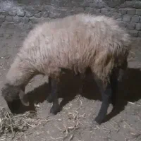 ب ره گوسفندشیشک ۱۲۸۰۰مقطوع