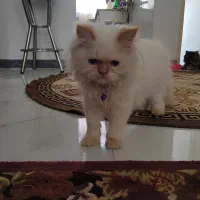 گربه های زیبا غیر، رایگان.|گربه|رشت, کوی فکوری|دیوار